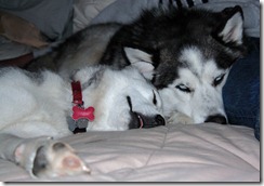 Wiley and Kaya on the bed (2)