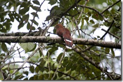 Cinammon colored bird with striped tail