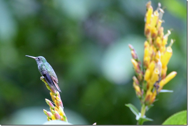 Hummingbird on flower
