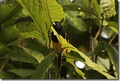Black Cowlerd Oriole