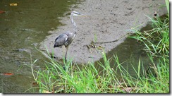 Blue Heron