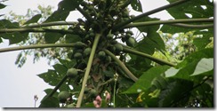 Papaya tree