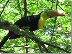 Toucan