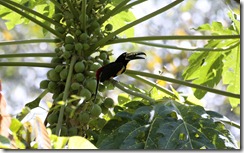 Aracari in papaya tree