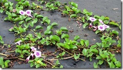 Beach morning glories