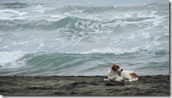 Dog on the beach