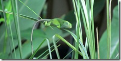 Green canopy lizard