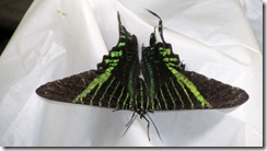 Green striped moth