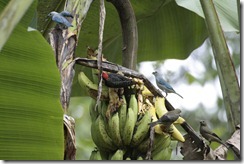 More birds on a banana plant