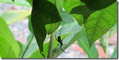 Spider hanging out
