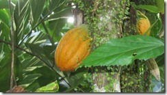 Cacao fruit