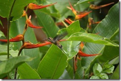 White tailed hummingbird
