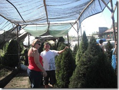 Heidi buying tree (1)