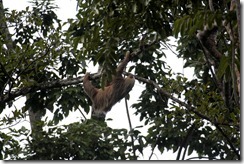 Two toed sloth