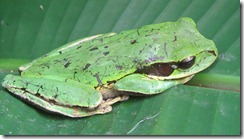 Big Green Frog