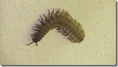 Centipede