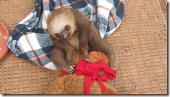 Chocolate Chip with favorite bear