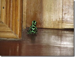 Green Poison Dart Frog