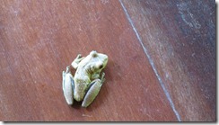 Tree Frog