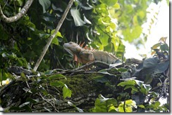 Two iguanas