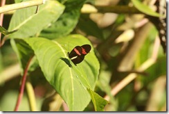 Red striped butterfly