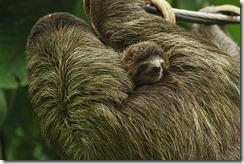 Baby sloth hanging on