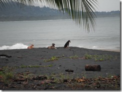 Dogs on beach