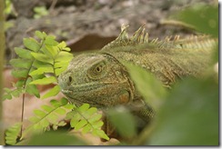 Female iguana close up