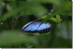 Morpho butterfly