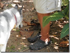 Puppy with big leaf