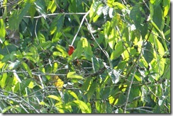 Scarlet Tanager