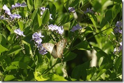 White peacock butterfly
