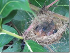 Baby birds on June 24