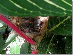 Baby birds