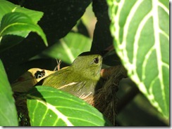 Nesting bird in our yard