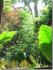 Our yard from the living room