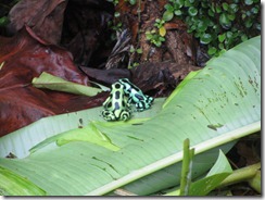 Poison Dart Frogs