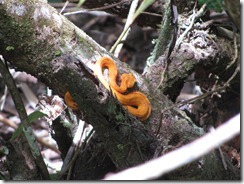 Yellow eyelash viper