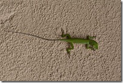 Baby Iguana