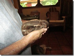 Baby two toe sloth in our yard (2)