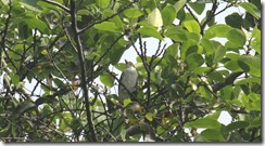 Female Masked Tityra (2)