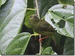 Female white collared manakin