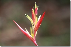 Backyard Heliconia