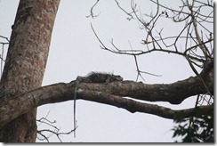 Female Iguana in Tree