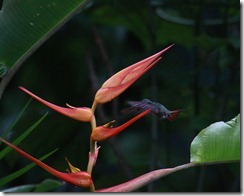 Hummingbird on a Heliconia