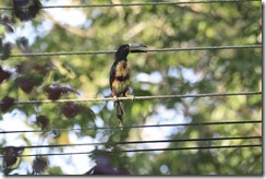Aracari