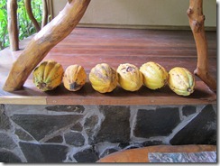 Cacao pods
