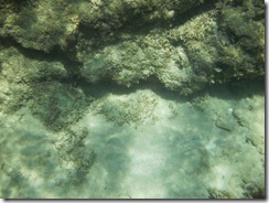 Camouflage fish barely there