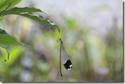 Four winged dragon fly closed