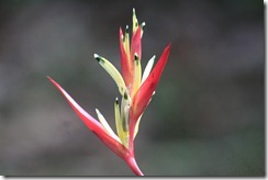 New heliconia